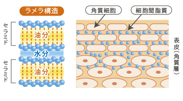 ラメラ構造